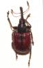 Tatianaerhynchites aequatus